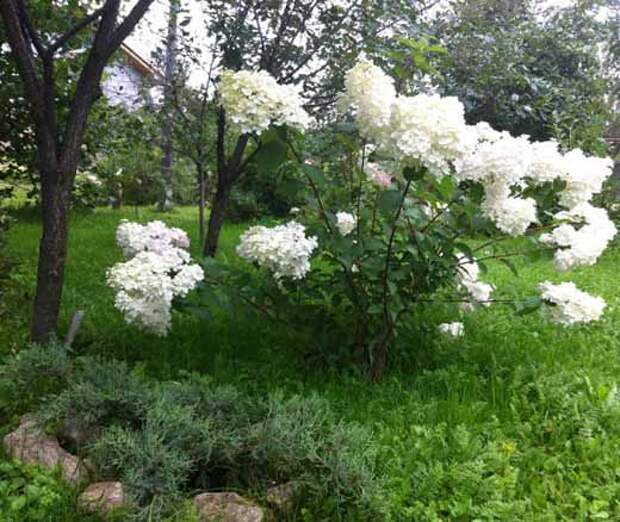 Гортензия метельчатая