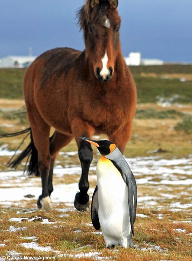 Лошадь ограничивает после пингвина на Фолклендских островах