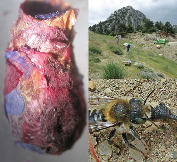 Цветочные гнёзда пчёл Osmia avosetta животные, факты