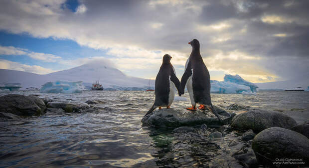 Любовь пингвинов  Антарктика, фотография