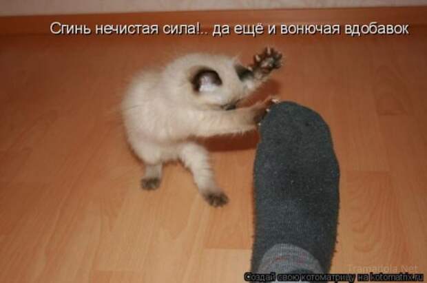 Котоматрица 18