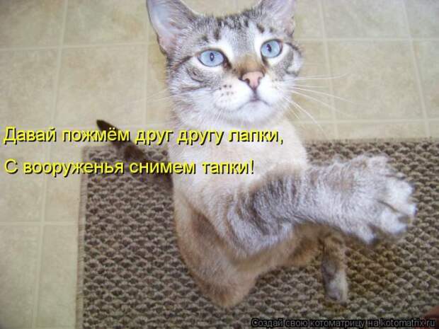 Лучшие котоматрицы недели Лучшие котоматрицы недели