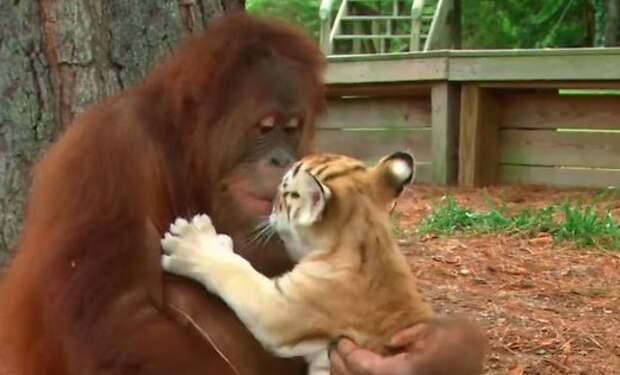 http://g1.delphi.lv/images/pix/520x315/1hh2TfwdebE/orangutan-and-tiger-cups-45953763.jpg