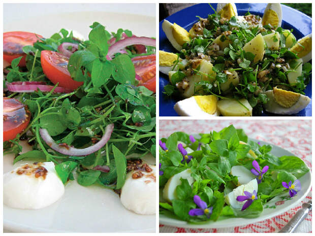 Салат из мокрицы с лучком дача, рецепты, сорняки