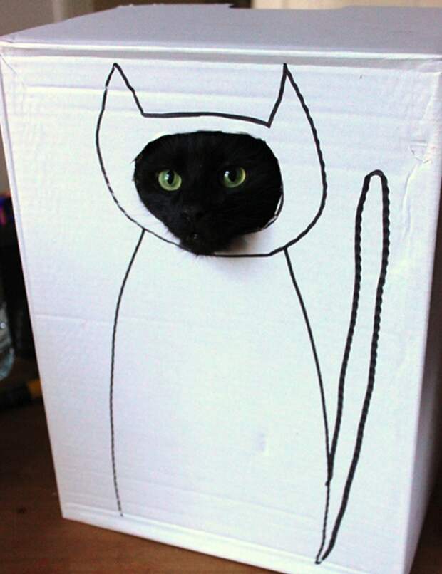 Хозяин, выпусти! коты, фото