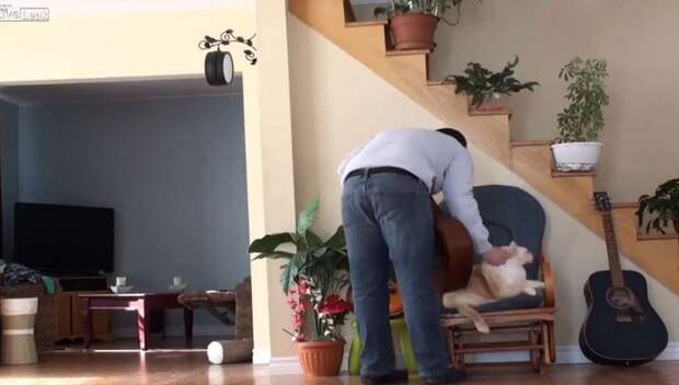 Кот отомстил хозяину за бесцеремонное обращение ударом по голове. Видео