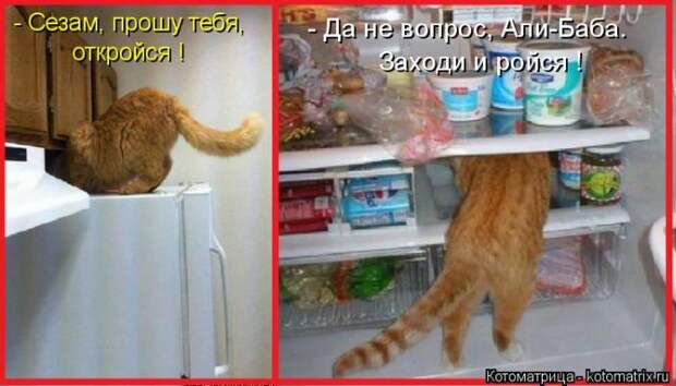 Лучшие котоматрицы недели (50 фото)