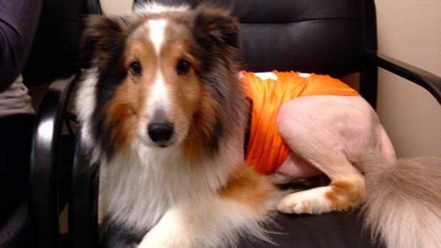 Стажёр ветеринарной клиники спас собаку за одну минуту до усыпления!