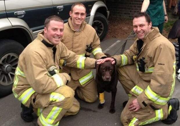 Ветеринар оперировал собаку во время пожара.