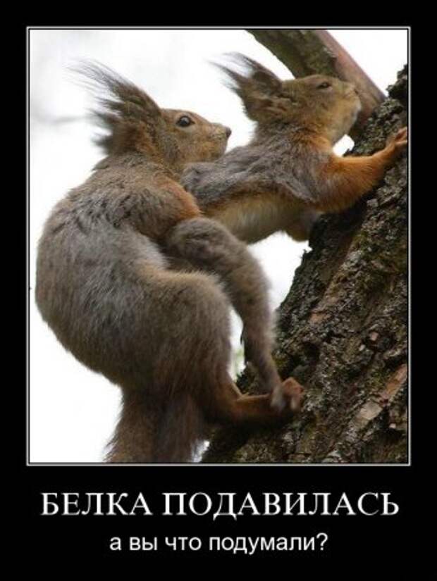 Смешные демотиваторы у нас каждый день!