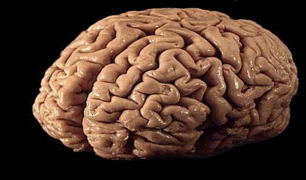 Каждое полушарие мозга отвечает за определенную область знаний (язык, математика и т. д.) заблуждения, интересно, история, познавательно, факты