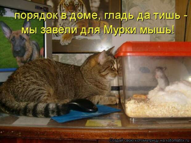 Лучшие котоматрицы недели