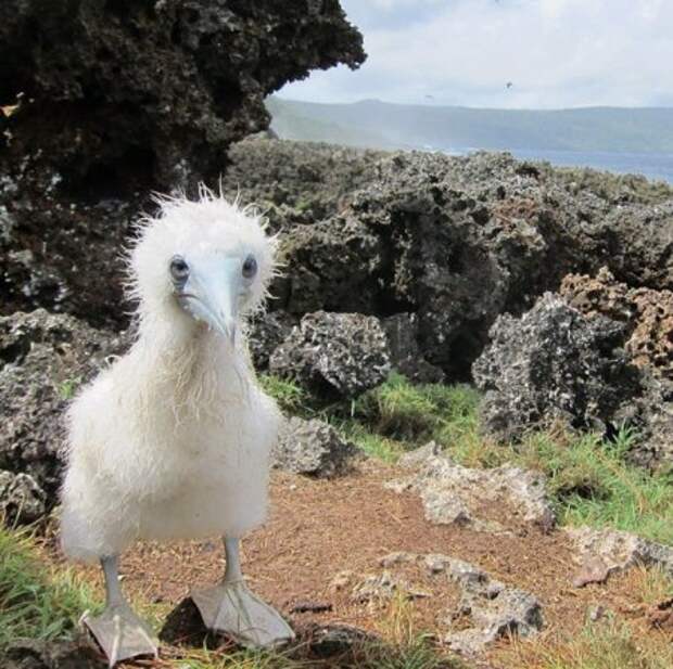Животные на фото, вот кому живется хорошо.