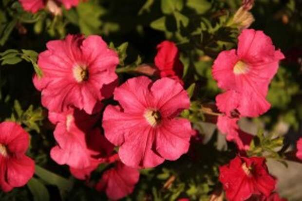 Алые цветочки