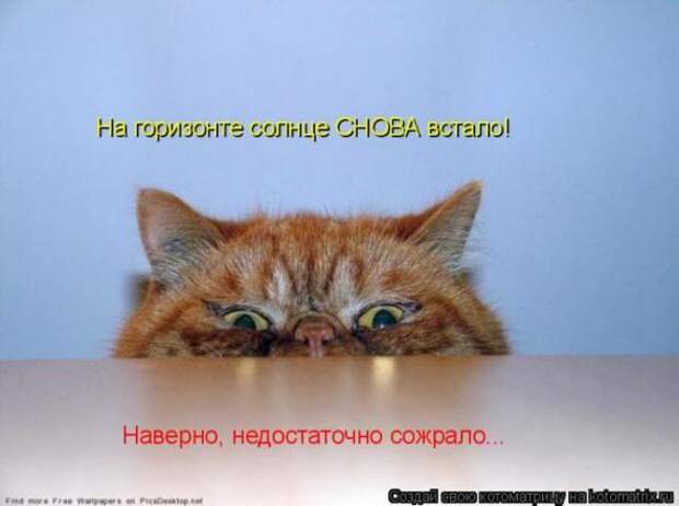 Котоматрица
