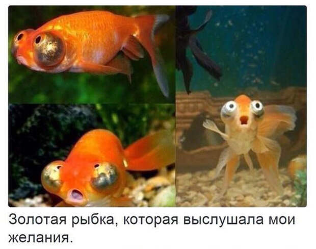 ПОДБОРКА ФОТОПРИКОЛОВ № 358 ПОДБОРКА ФОТОПРИКОЛОВ № 358