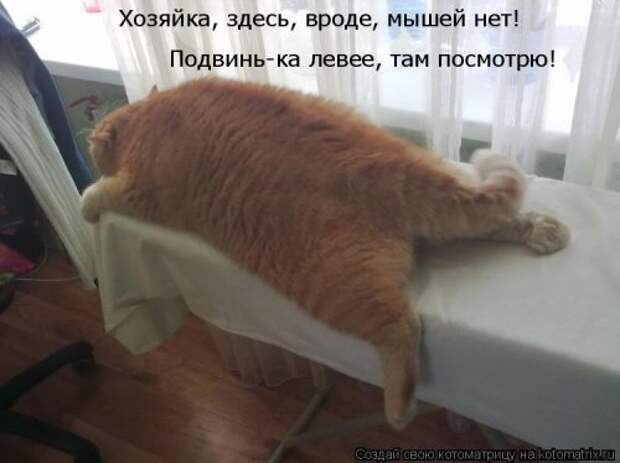 Новая котоматрица для всех (23 фото)