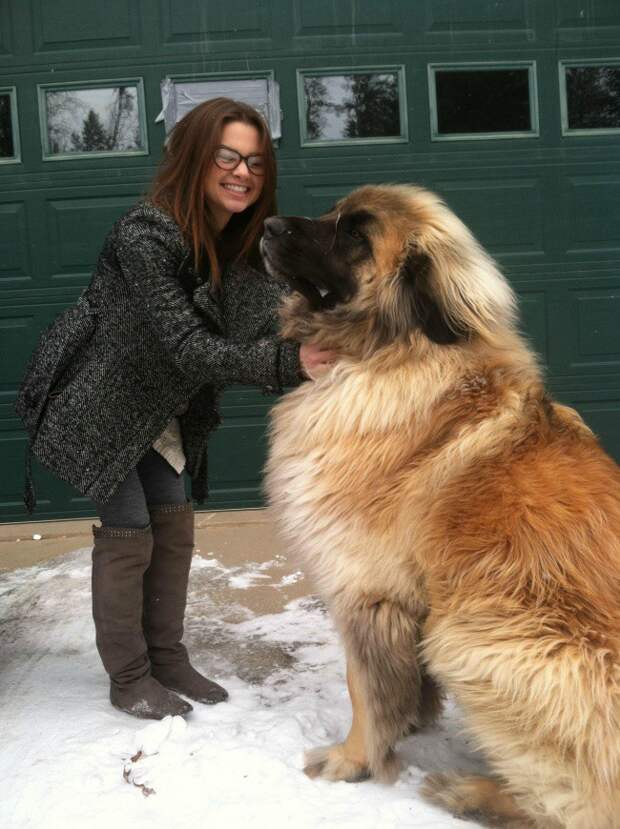 15 собак, которые даже не подозревают о своих размерах большие собаки, животные