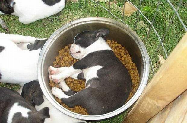 Dogs-sleeping-near-their-food-bowls05