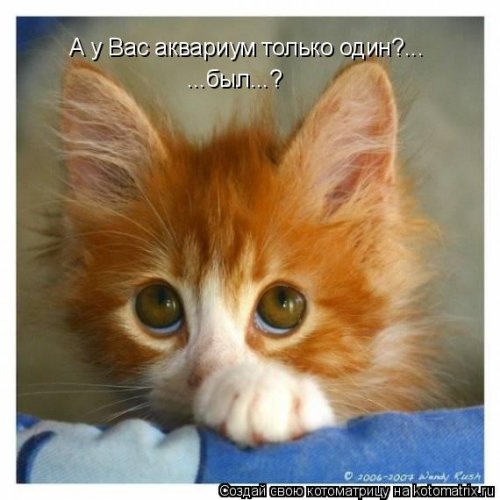 Свежий сборник котоматриц (34 шт)