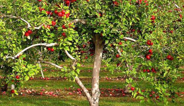 12 марта 2015 года: удобряем плодовые деревья