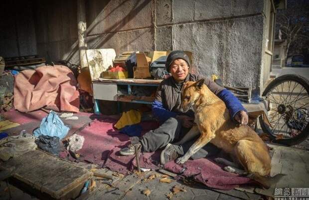 Преданность: большая Жёлтая Собака Преданность: большая Жёлтая Собака животные, преданность, собака