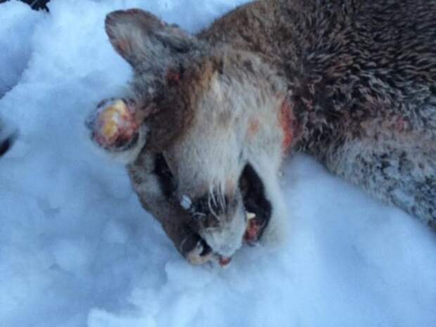 В Айдахо застрелили пуму с растущими из ушей зубами лев, мутант, пума