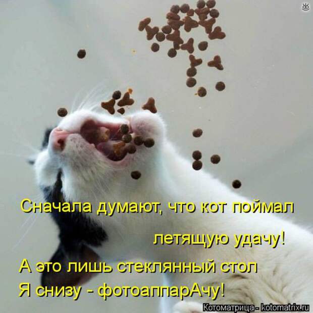 Чудная котоматрица 27