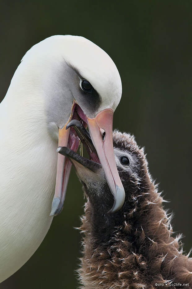 Альбатрос кормит птенца