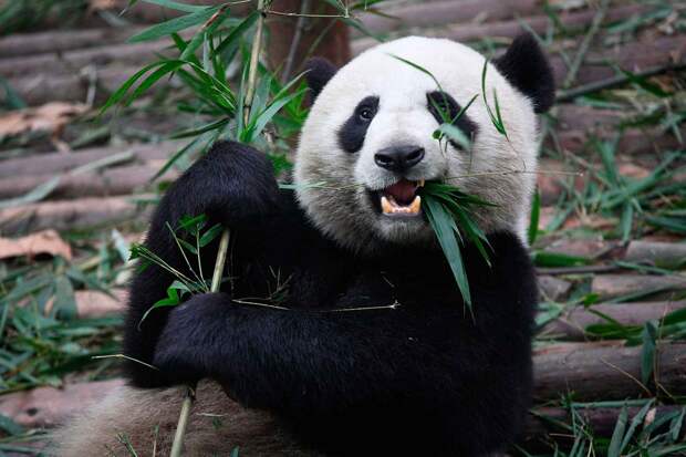 Голова и зубы панды