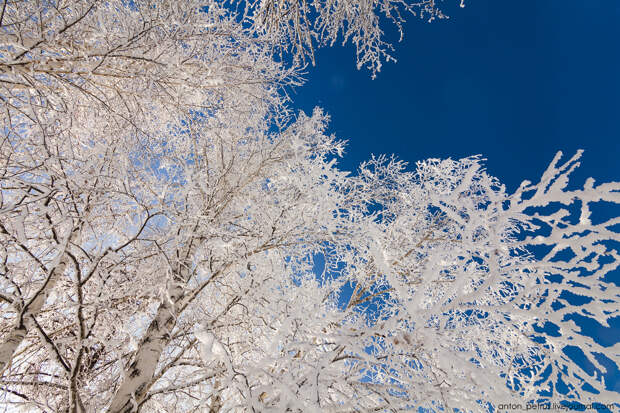 Сказка Алтайской зимы