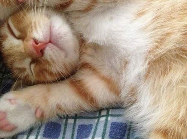 Забавные КОТОприколы (24 фото)