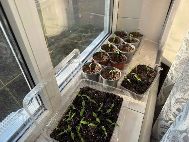 Аптечная таблетка за 10 рублей творит чудеса: рассада растет крепкой даже без фитоламп