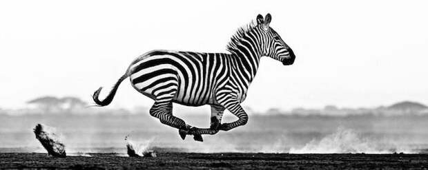 Черно-белые фотографии животных David Yarrow
