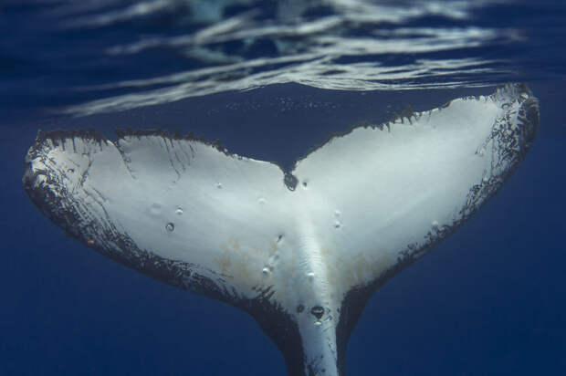 Хвост  кит, океан, фотография
