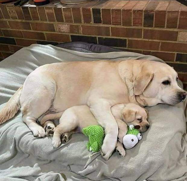 Собака с щенком