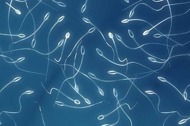 Живые-здоровые сперматозоиды ученым удалось создать из стволовых клеток мышей
