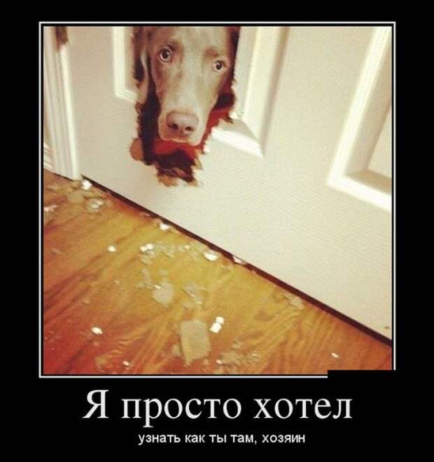 Пятничная подборка демотиваторов  демотиватор, юмор