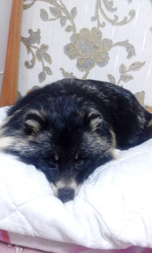 Роксана на любимой подушке