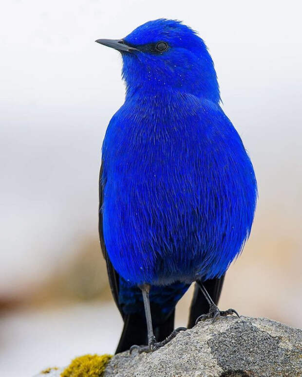 Прекрасные и уникальные птицы, способные поразить вас своей красотой