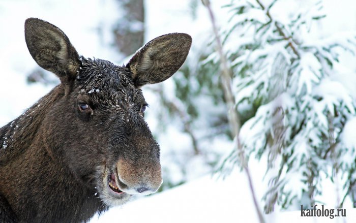 Comedy Wildlife Photography Awards 2015 (40 фото)