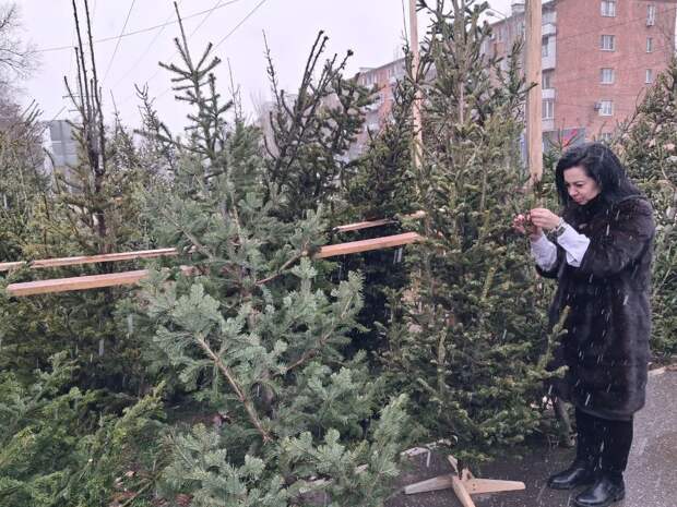 Ёлка с «живностью»: астраханцам рассказали, опасен ли елочный клещ