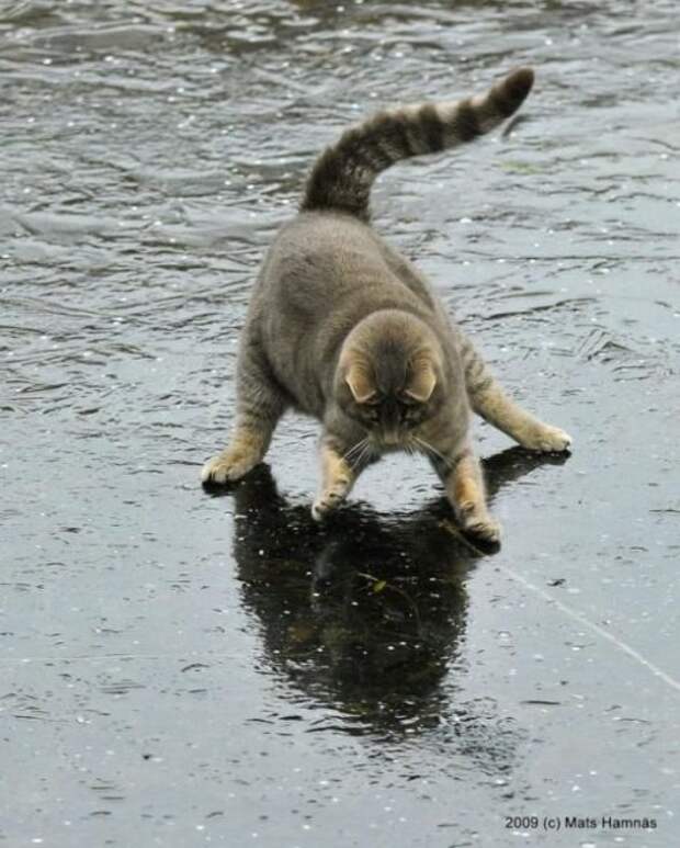 Смешное зверьё