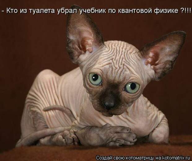 Лучшие котоматрицы недели (50 фото)