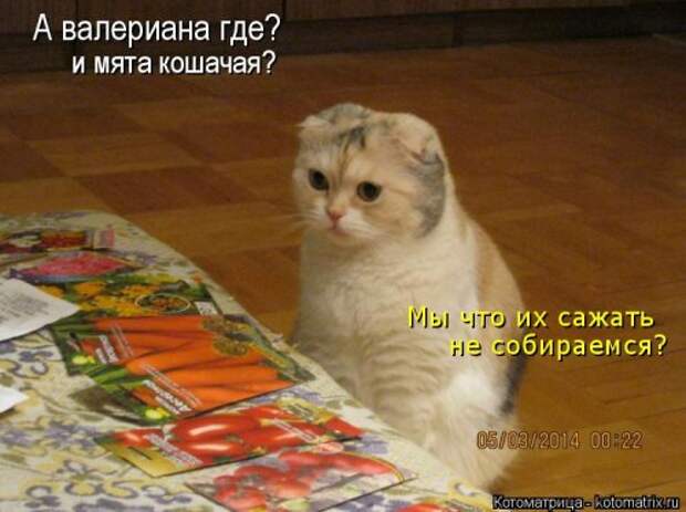 Свежая котоматрица (36 фото)