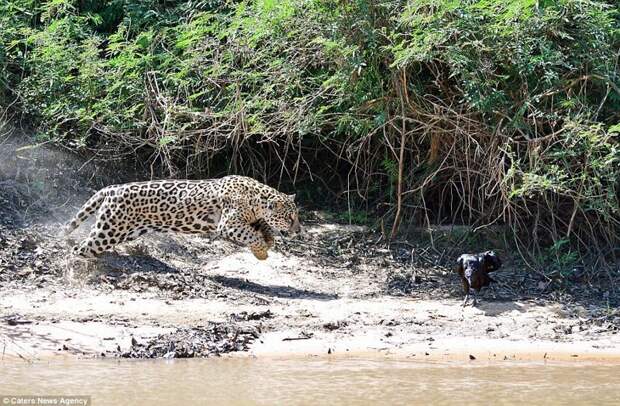 Привет, обед: самка ягуара заметила падальщика, отдыхающего в тени, и уверенно атаковала свою добычу. jaguar, дикая природа, дикие животные, животные, охота, природа, фото, хищник