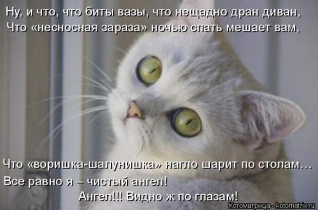 Отличная котоматрица для поднятия настроения (40 фото)