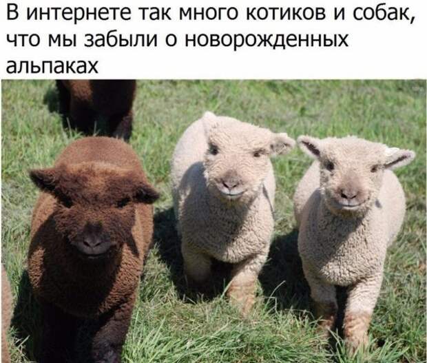 Смешные комментарии и высказывания из социальных сетей