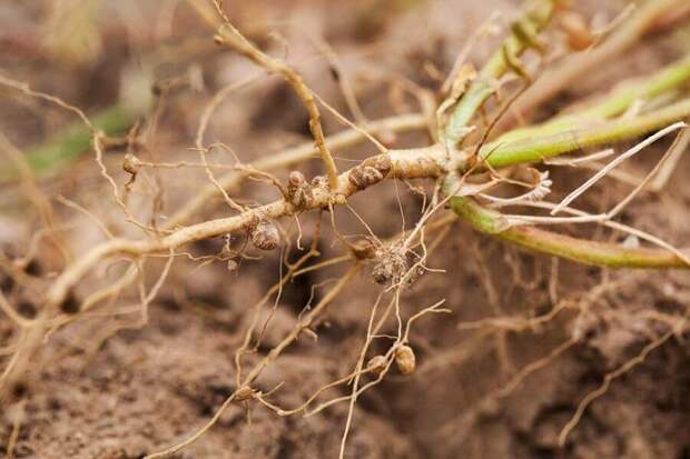 nitrogen fixing nodules in legume roots food and agriculture