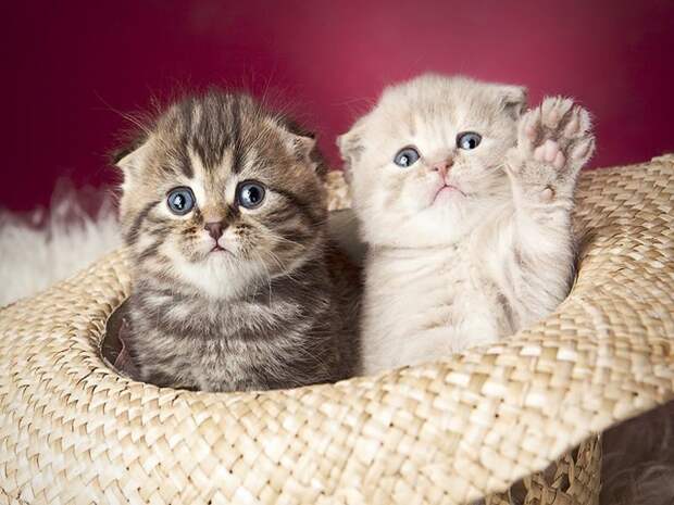 Котофотопозитив животные, коты, прикол